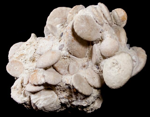 Fossil Sand Dollar (Heliophora) Cluster - Boujdour, Morocco #14160